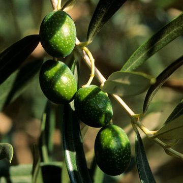 Olea europaea