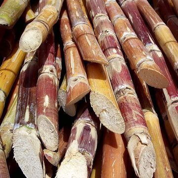 Sugar cane