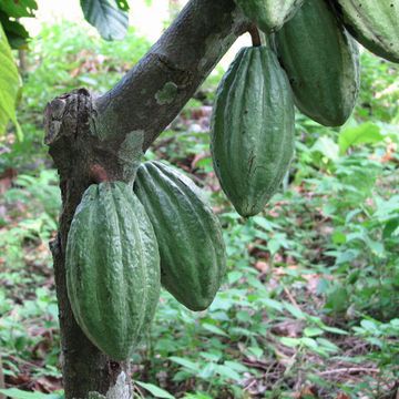 Theobroma cacao