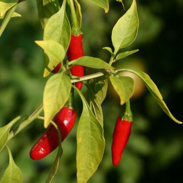 Capsicum frutescens