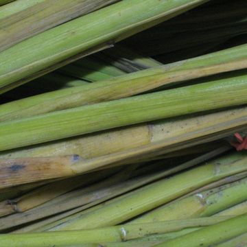 Lemon grass