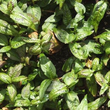 Polygonum odoratum