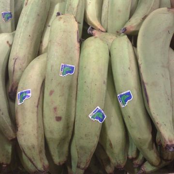 Banana (Plantain)