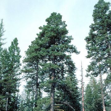 Abies concolor