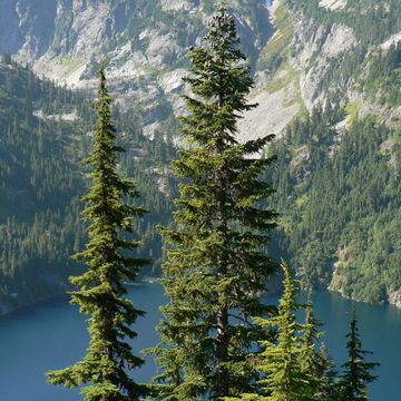 Abies lasiocarpa