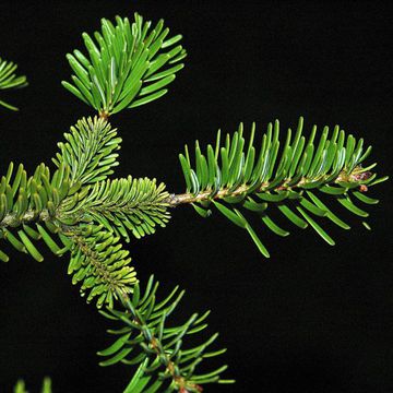 Abies nordmanniana