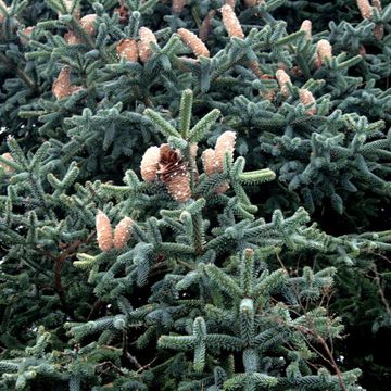 Spanish Fir