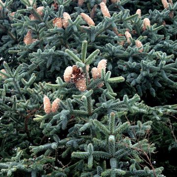 Abies pinsapo