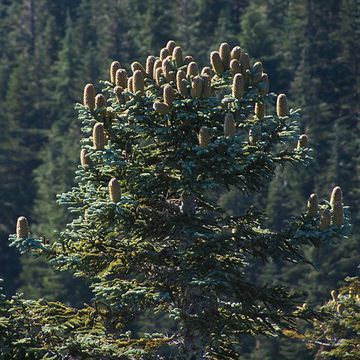 Abies procera