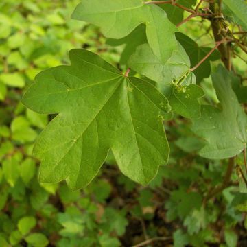 Field Maple