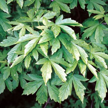 Acer heldreichii