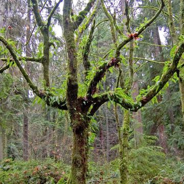 Acer macrophyllum