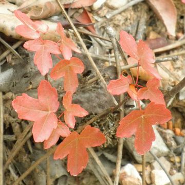 Acer monspessulanum