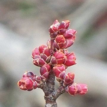 Box Elder