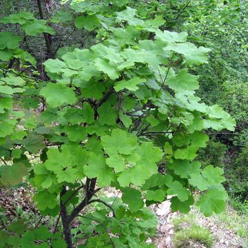 Acer opalus