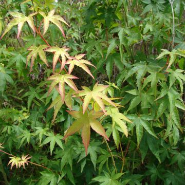 Acer palmatum