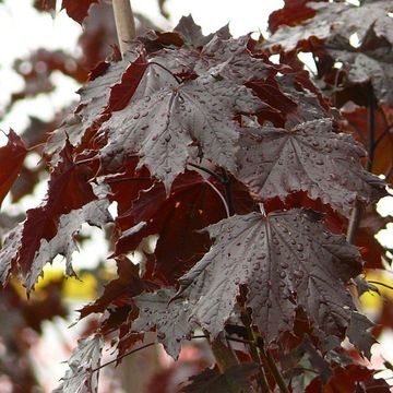 Norway Maple