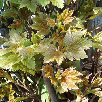 Acer pseudoplatanus