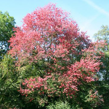 Acer rubrum