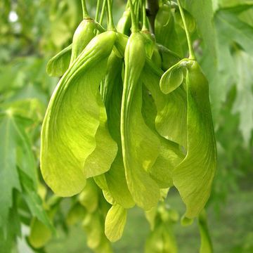 Acer saccharinum