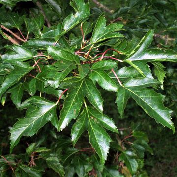 Acer tataricum