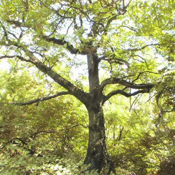 Ailanthus altissima