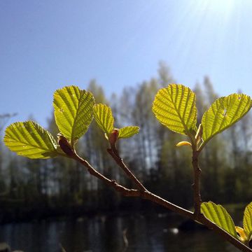 Alnus glutinosa