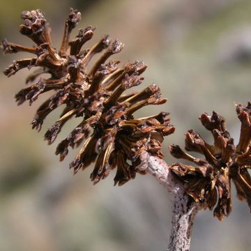 Grey Alder 