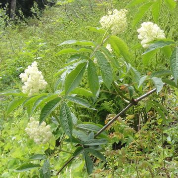 Alnus rubra