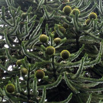 Monkey-puzzle Tree