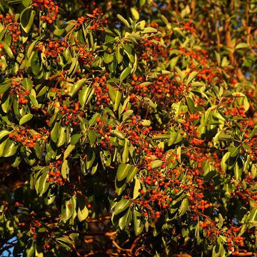 Pacific Madrone