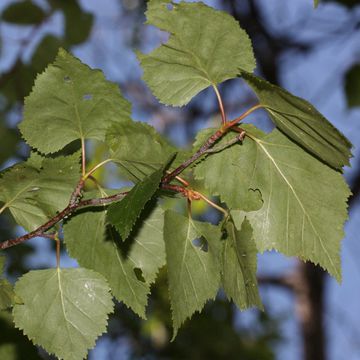 Paper Birch