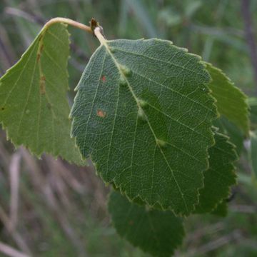 Betula pubescens