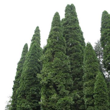 Calocedrus decurrens