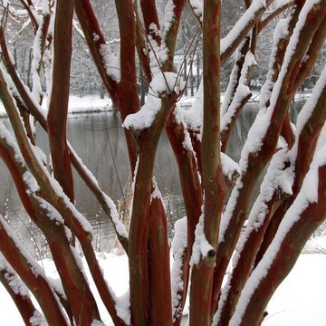 Hornbeam (American)