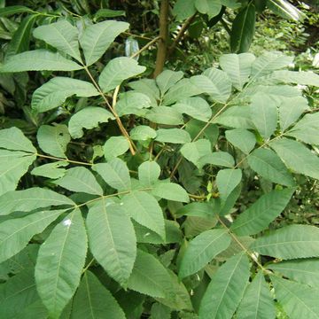 Carya cordiformis