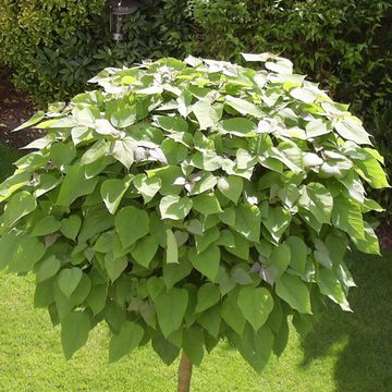 Catalpa bignonioides