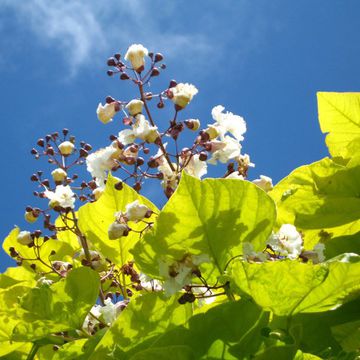 Catalpa speciosa