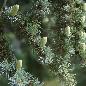 Atlas Cedar