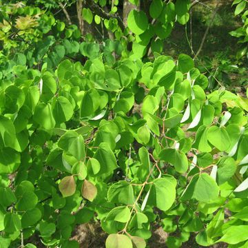 Cercidiphyllum japonicum