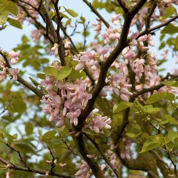 Cercis siliquastrum