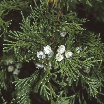 Atlantic White Cypress 