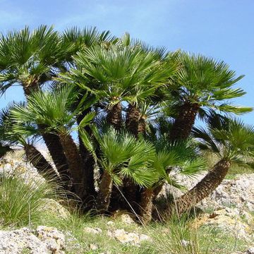 Chamaerops humilis