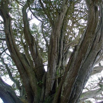 Cupressus macrocarpa