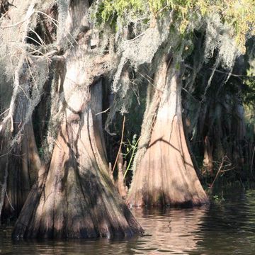 Cypress (Mediterranean)