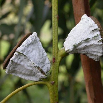 Eucalyptus globulus