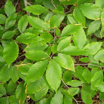 Fagus grandifolia