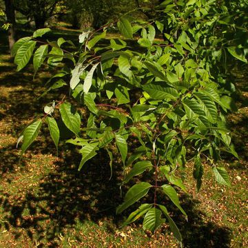 Fraxinus americana