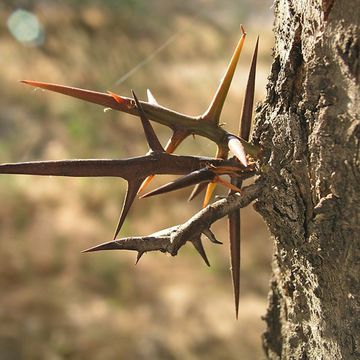 Honey Locust