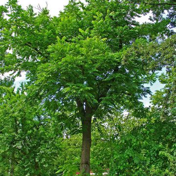 Juglans cinerea